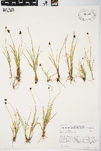 Carex illota image