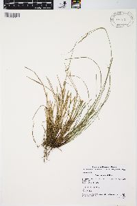 Carex thomsonii image