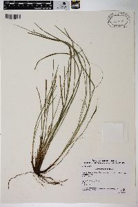 Carex thomsonii image