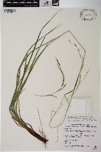 Carex sinodissitiflora image