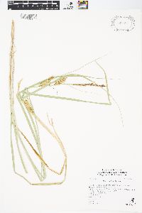 Carex rostrata image