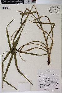 Carex grayi image