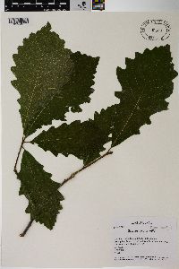 Quercus bicolor image