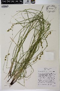 Carex normalis image