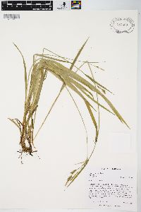 Carex hirtifolia image