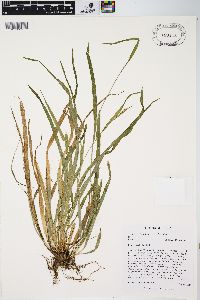 Carex laxiculmis var. laxiculmis image