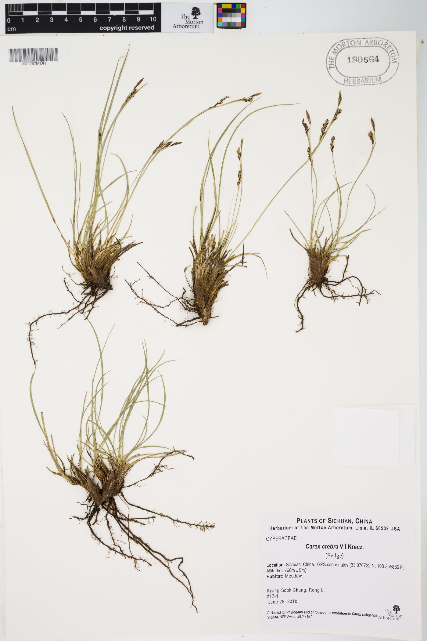 Carex crebra image