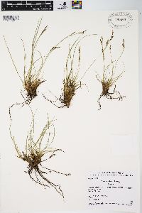 Carex crebra image