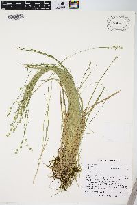 Carex seorsa image