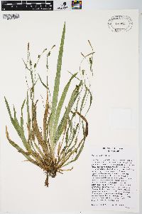 Carex laxiculmis image