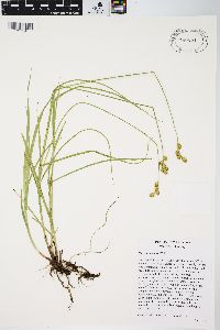 Carex festucacea image