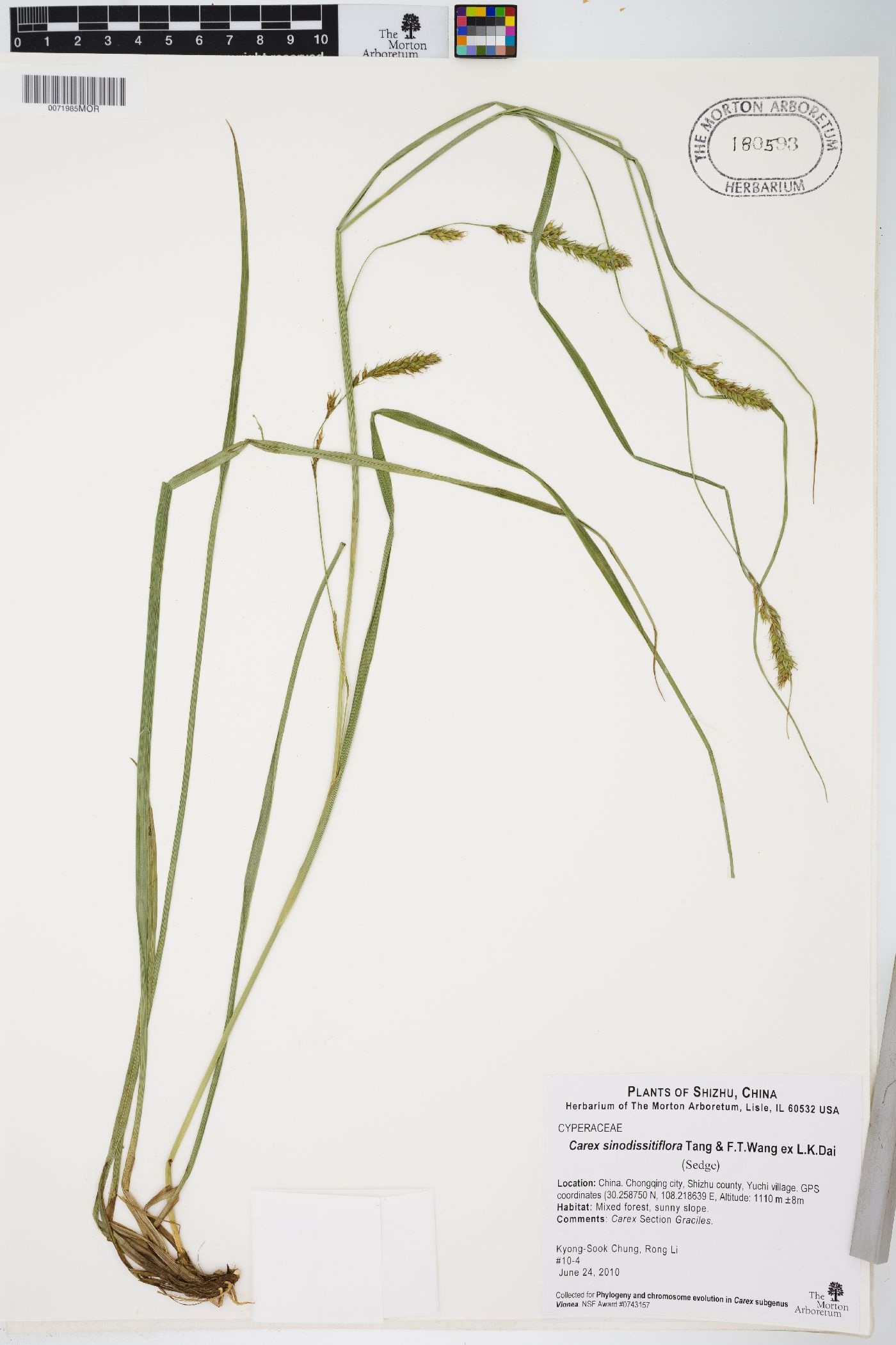 Carex sinodissitiflora image