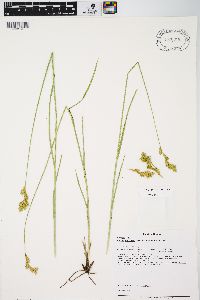 Carex bicknellii image