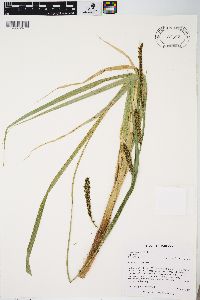 Carex lacustris image