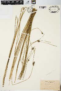 Carex oligosperma image