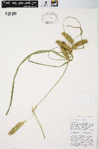 Carex retrorsa image