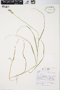 Carex tribuloides var. tribuloides image