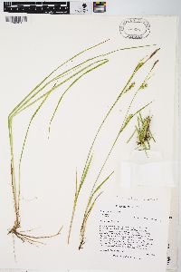 Carex tetanica image