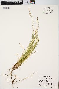 Carex lucorum image