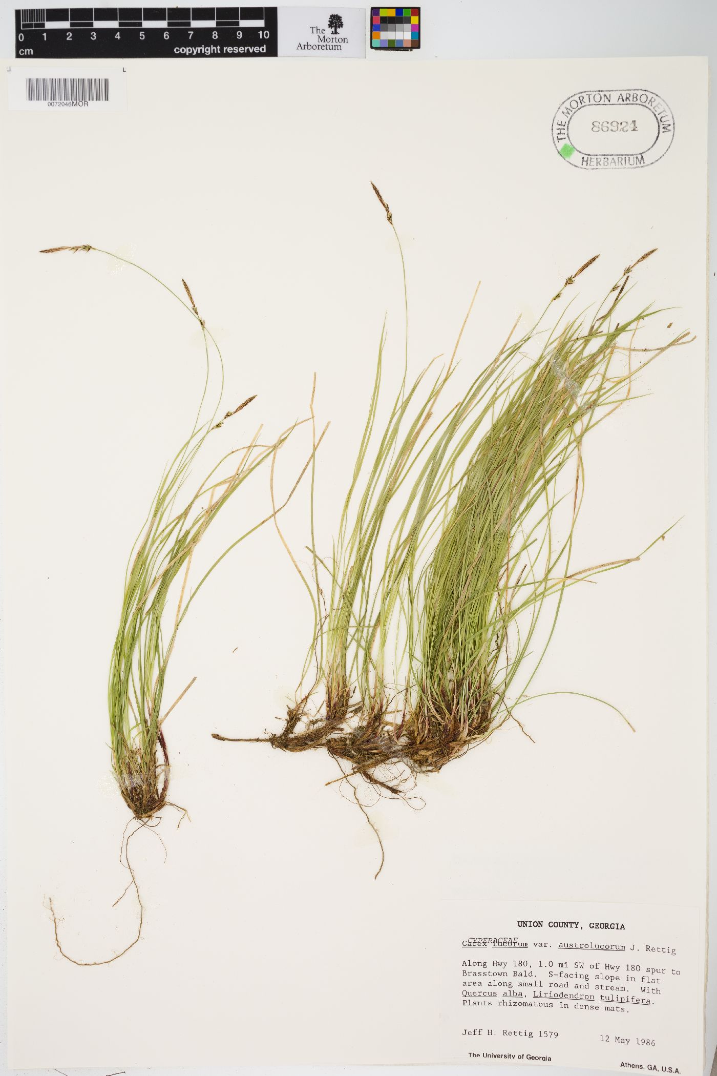 Carex lucorum image