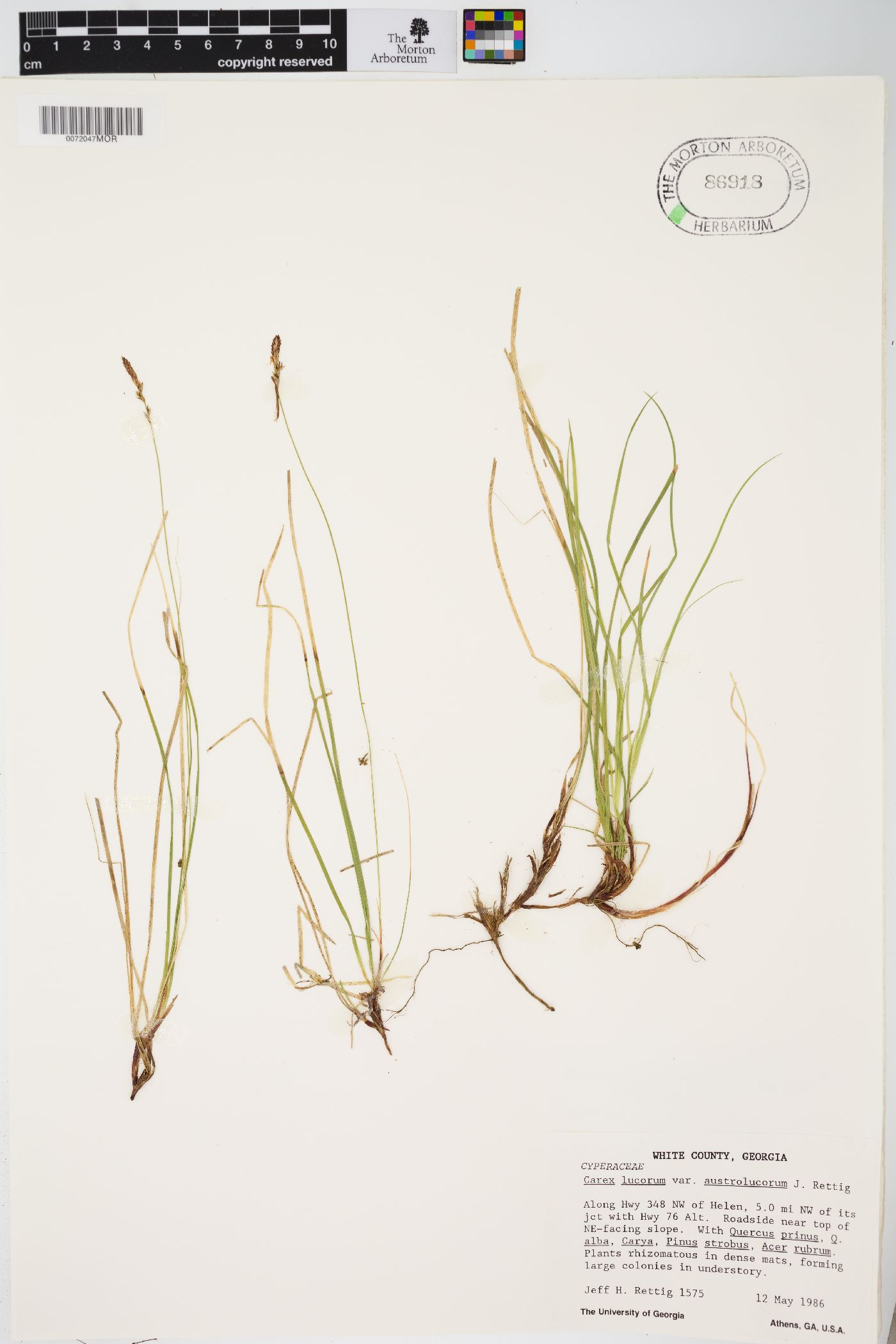 Carex lucorum image