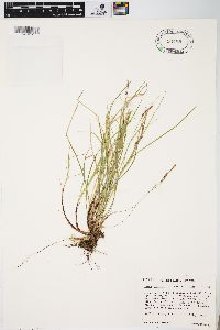 Carex lucorum image