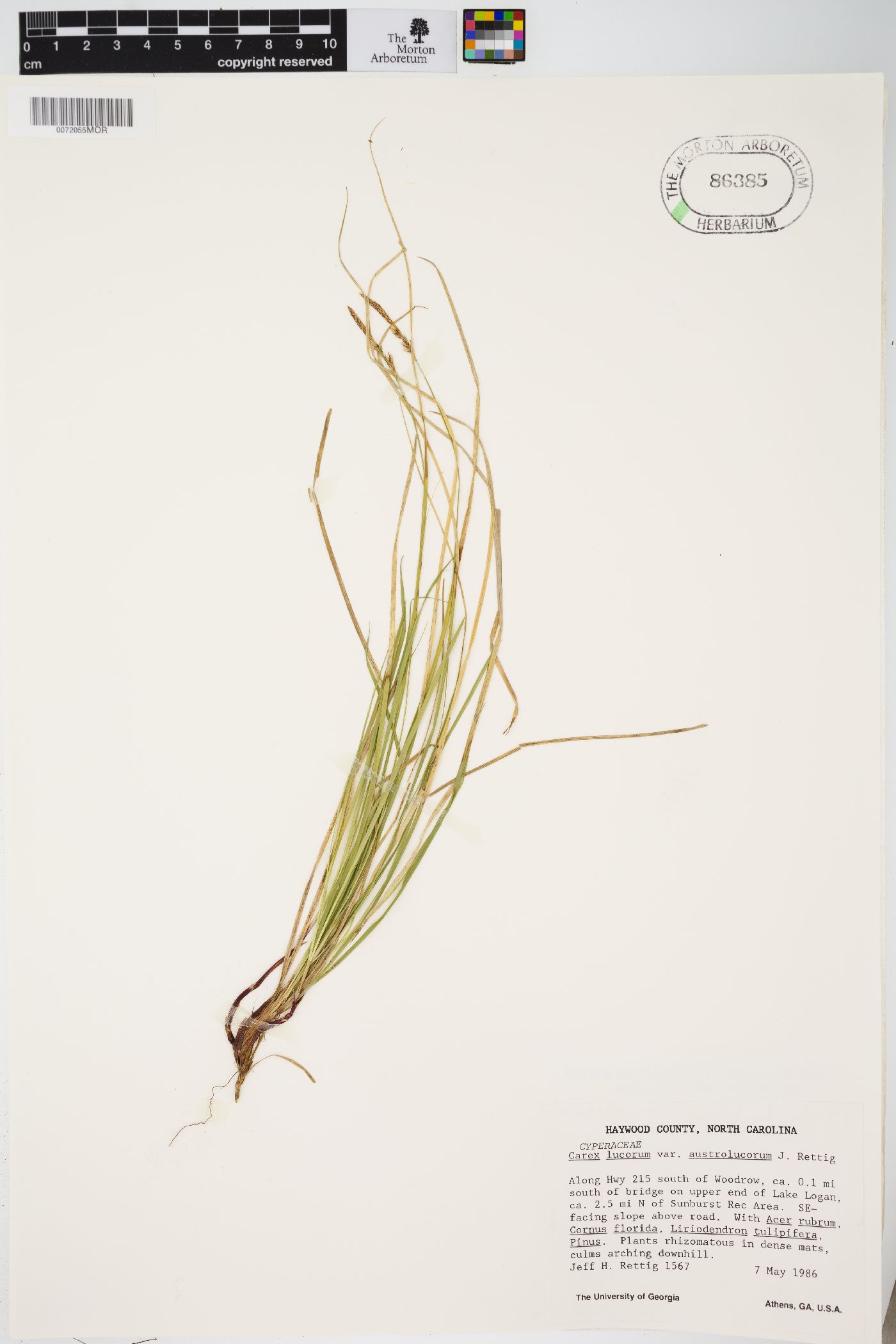 Carex lucorum image