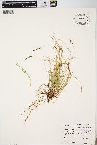 Carex lucorum image