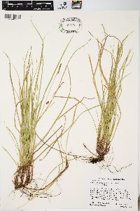 Carex lucorum image