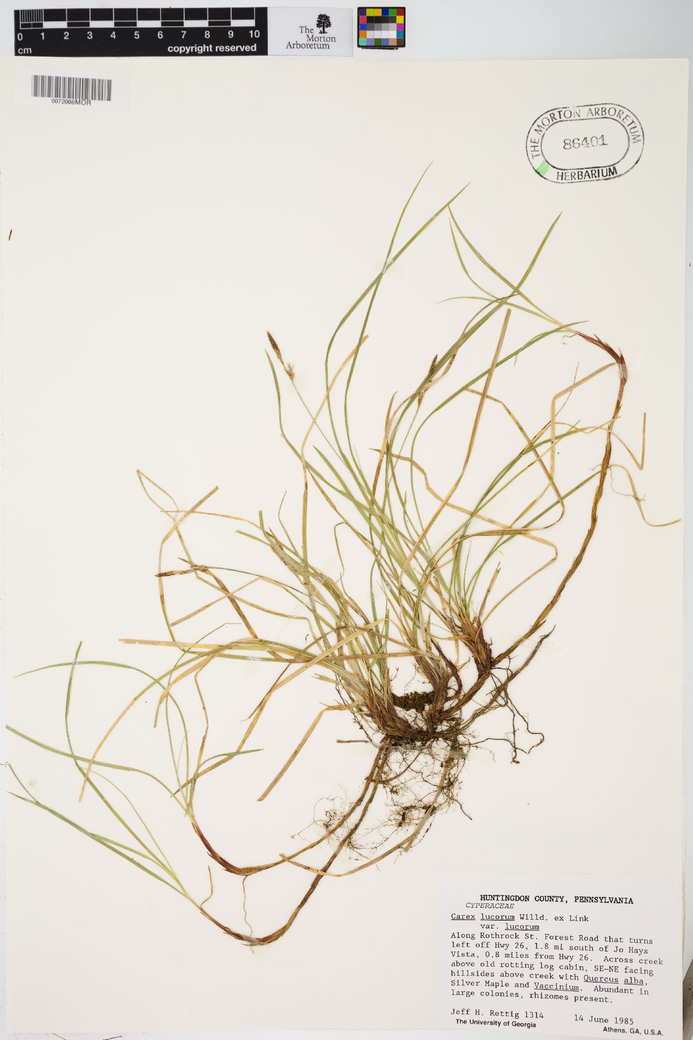 Carex lucorum var. lucorum image