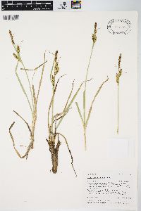 Carex nebrascensis image