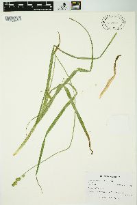 Carex sparganioides image