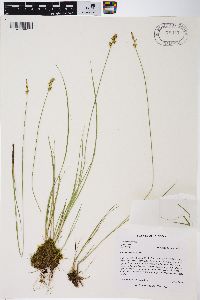 Carex sterilis image