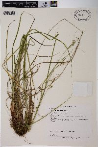 Carex swanii image