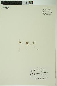 Cyperus bipartitus image