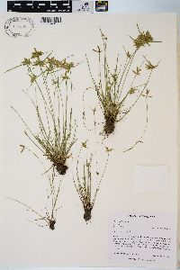 Cyperus flavescens image