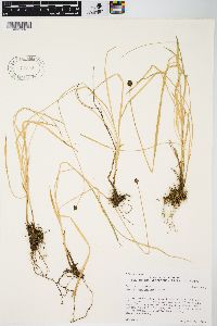 Carex neurophora image