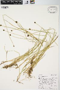 Carex neurophora image