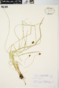 Carex neurophora image