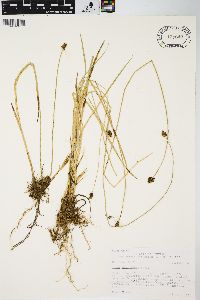 Carex neurophora image