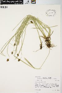 Carex neurophora image