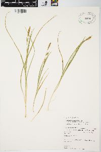 Carex meadii image