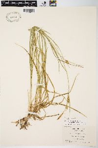 Carex meadii image