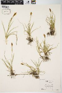 Carex meadii image