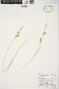 Carex meadii image