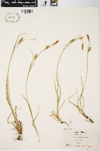 Carex meadii image