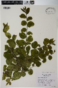 Image of Ulmus × intermedia