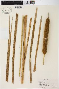 Typha domingensis image