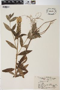 Lysimachia barystachys image