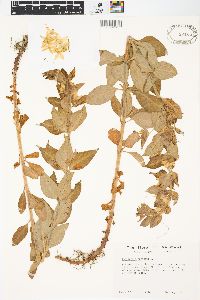 Lysimachia punctata image